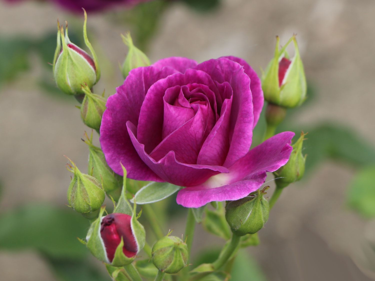 Beetrose 'Minerva' ® - Rosa 'Minerva' ®