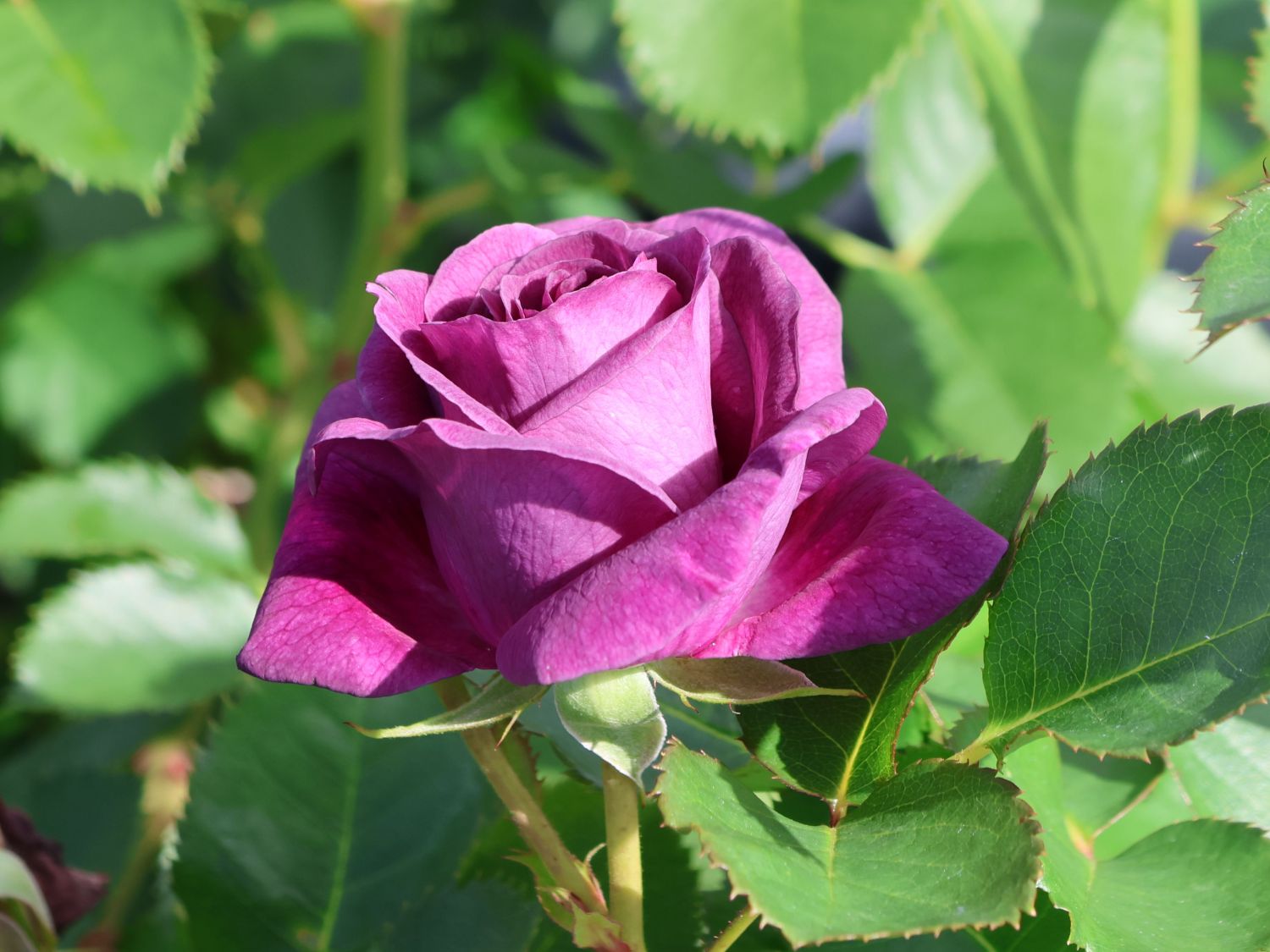 Beetrose 'Minerva' ® - Rosa 'Minerva' ®