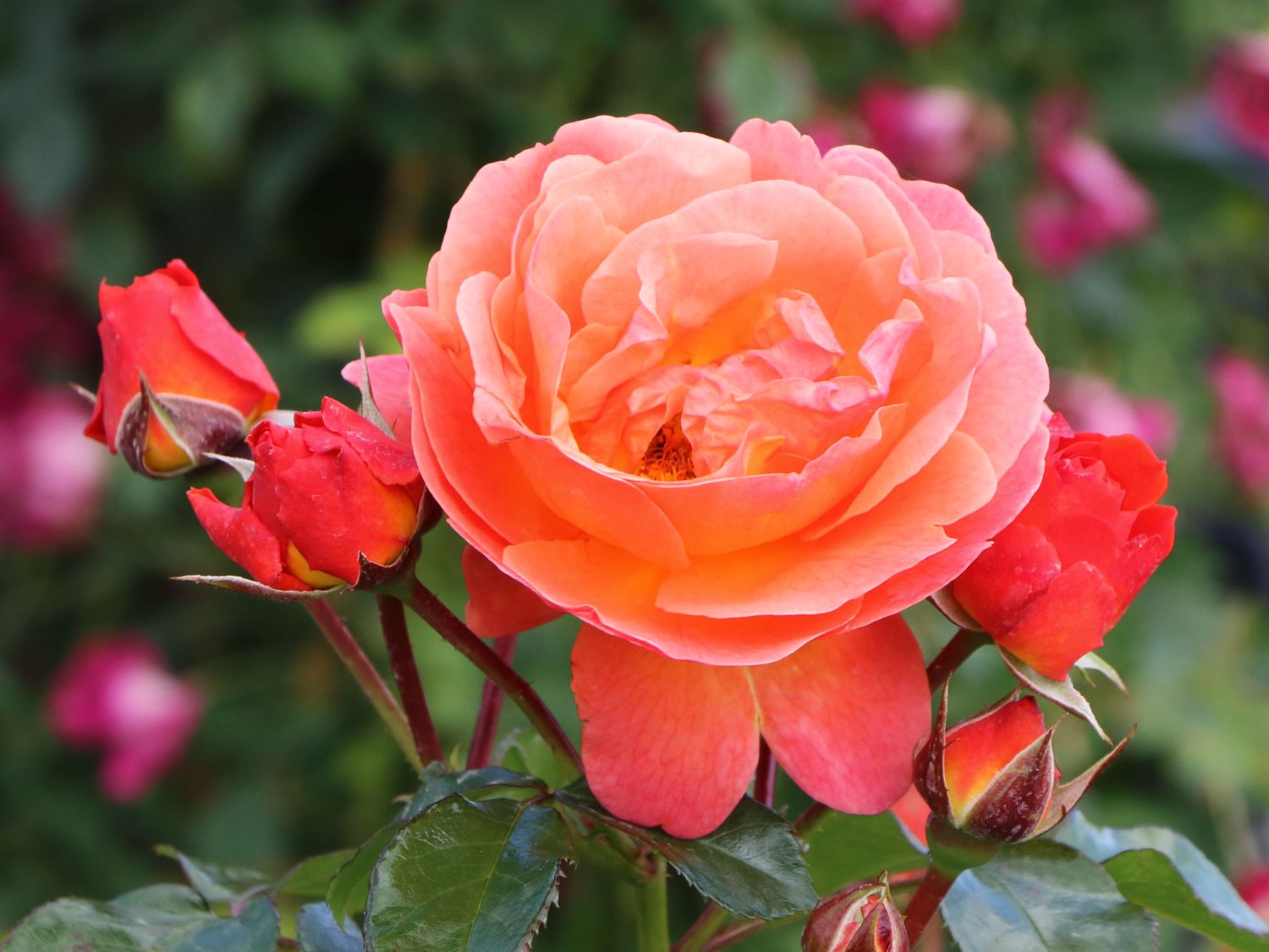 Beetrose 'Morning Sun' ® - Rosa  'Morning Sun' ®