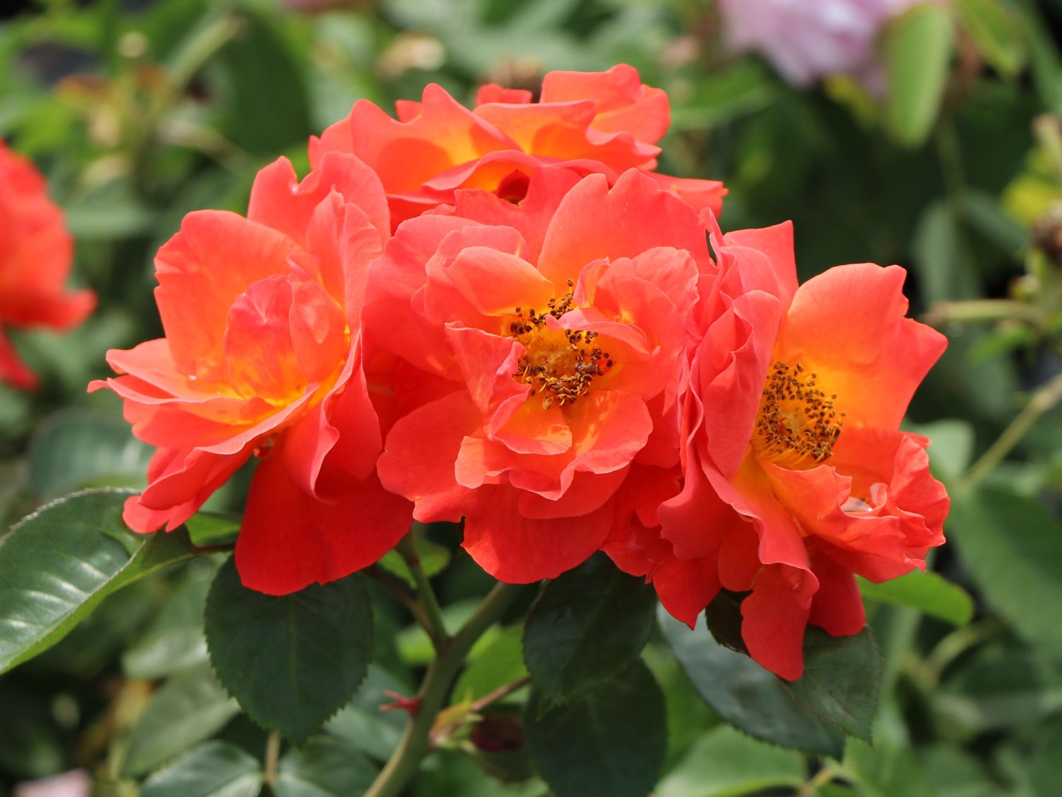 Beetrose 'Morning Sun' ® - Rosa  'Morning Sun' ®