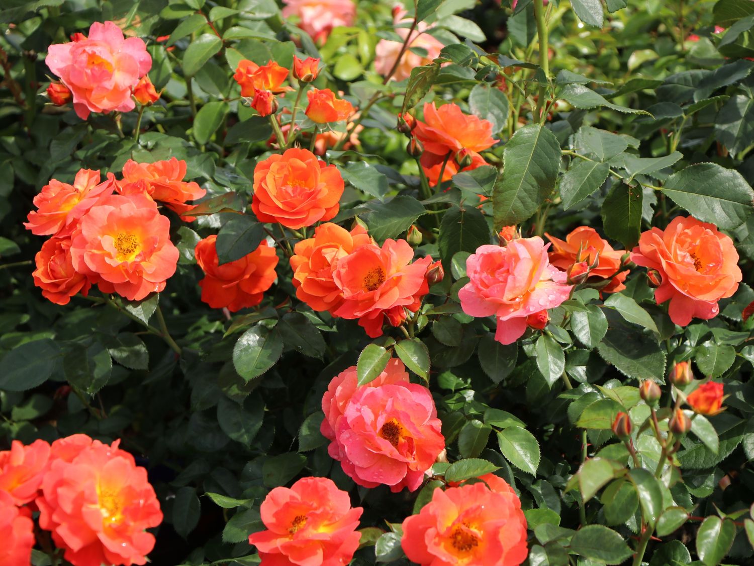 Beetrose 'Morning Sun' ® - Rosa  'Morning Sun' ®