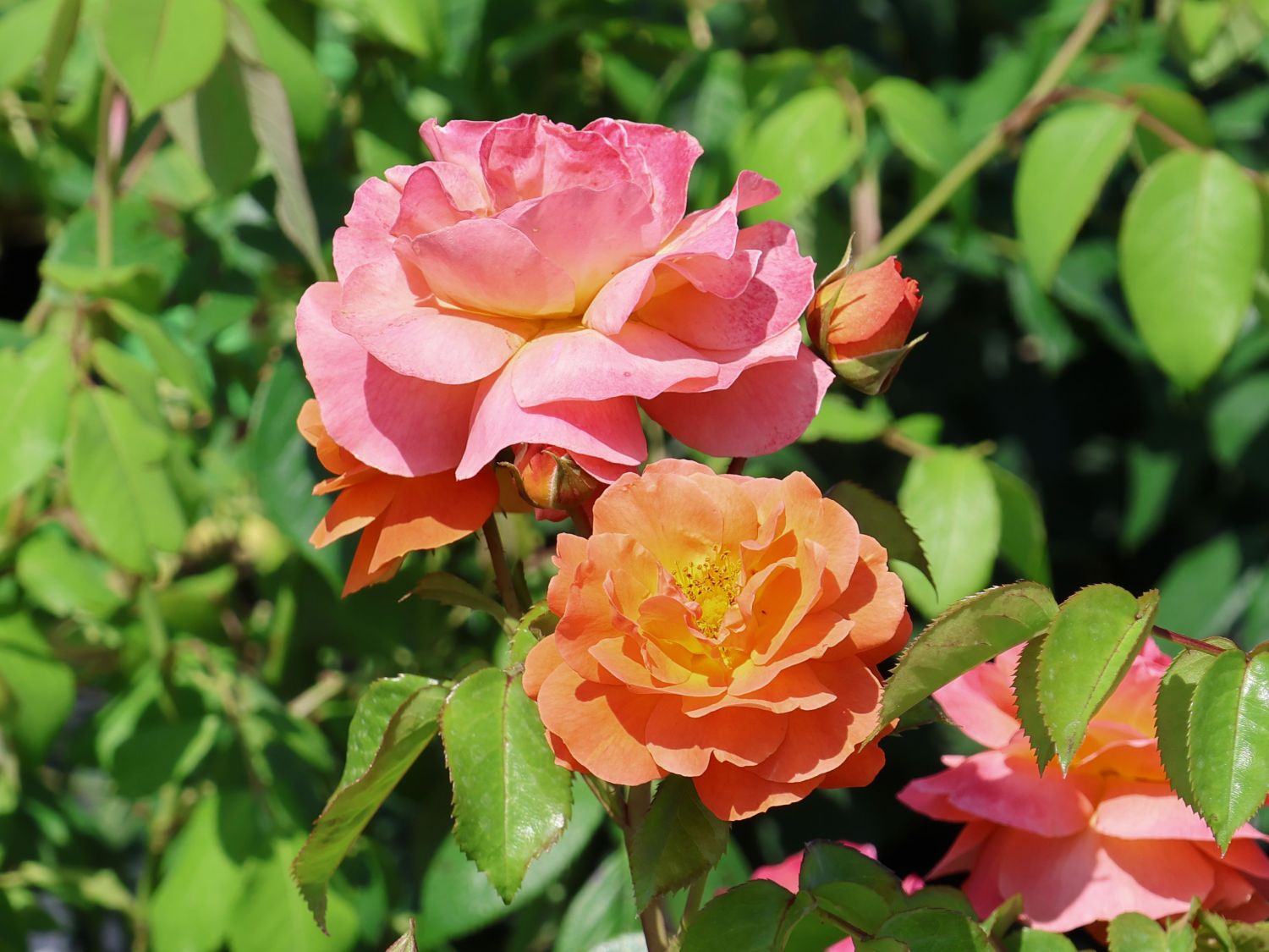 Beetrose 'Morning Sun' ® - Rosa  'Morning Sun' ®