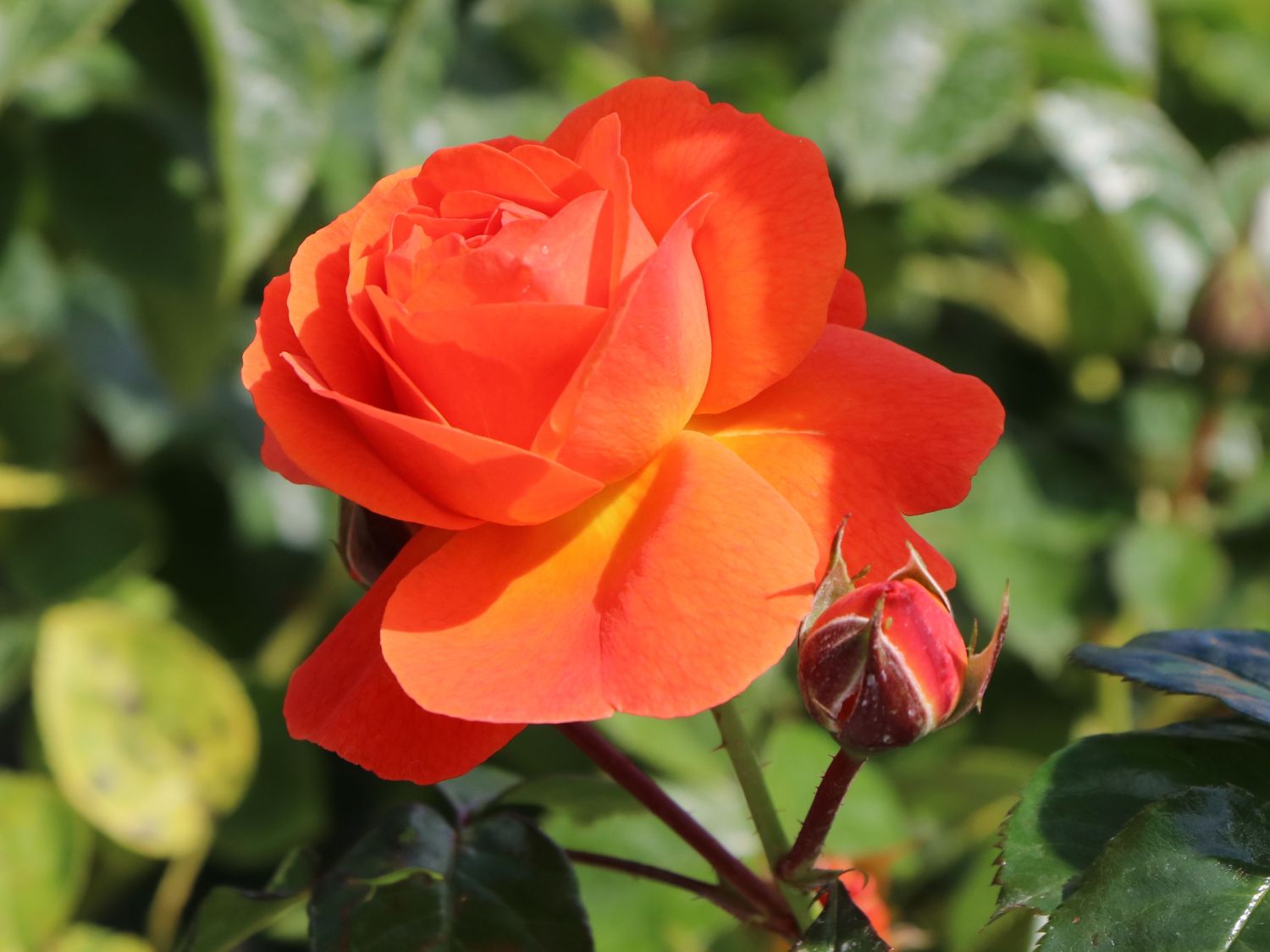 Beetrose 'Morning Sun' ® - Rosa  'Morning Sun' ®