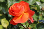 Beetrose 'Morning Sun' ® - Rosa 'Morning Sun' ®