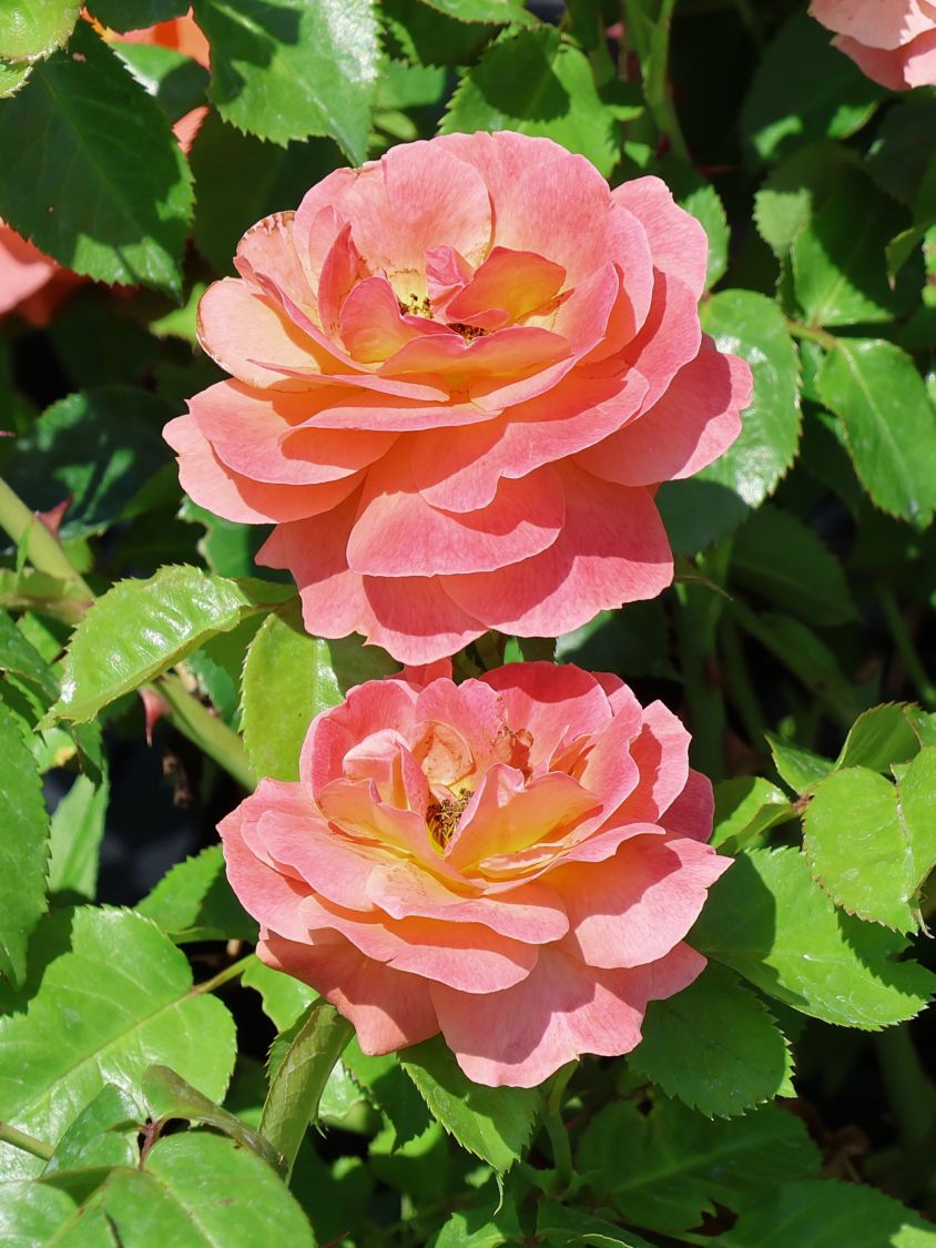 Beetrose 'Morning Sun' ® - Rosa  'Morning Sun' ®