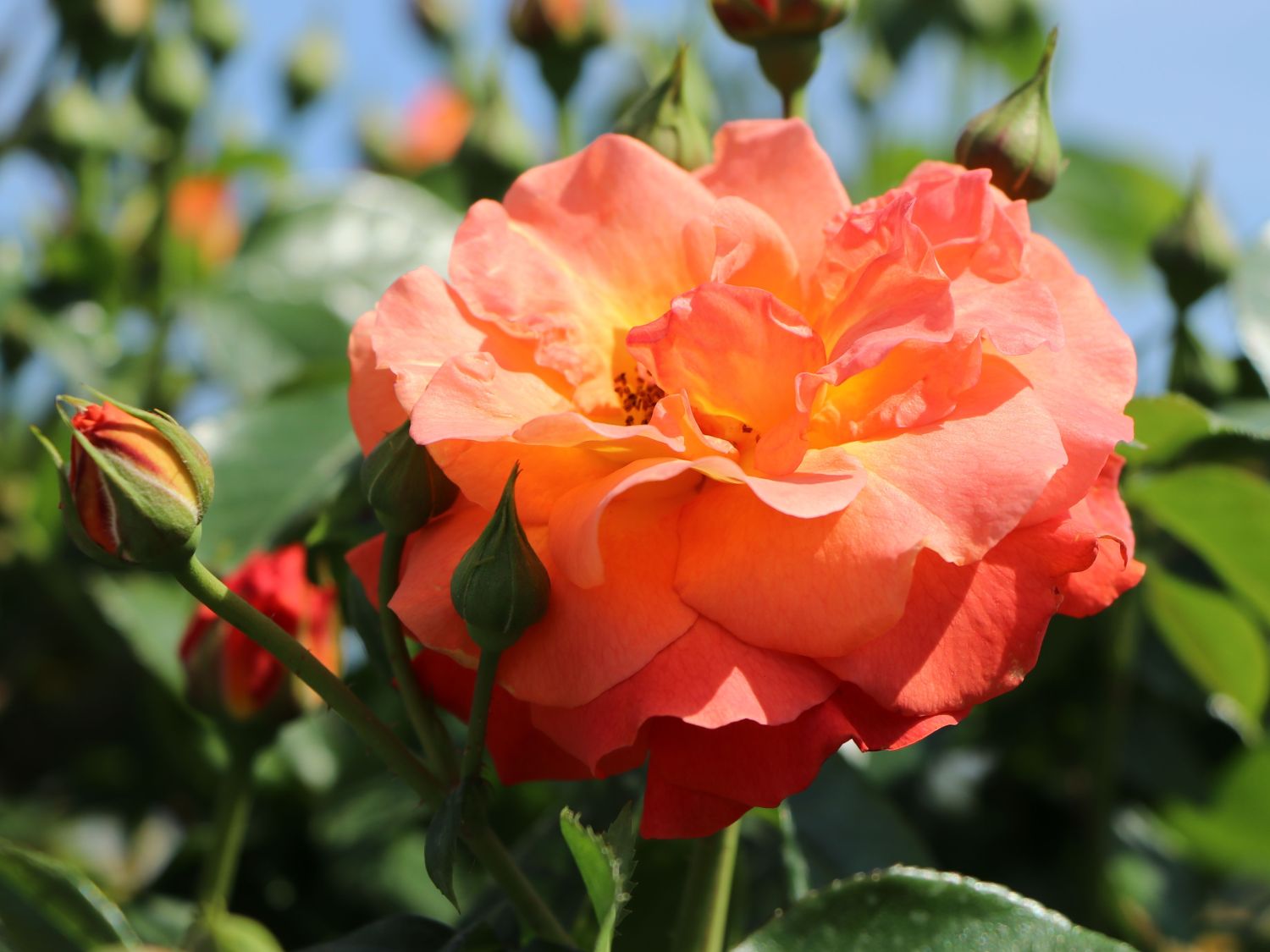 Beetrose 'Morning Sun' ® - Rosa  'Morning Sun' ®