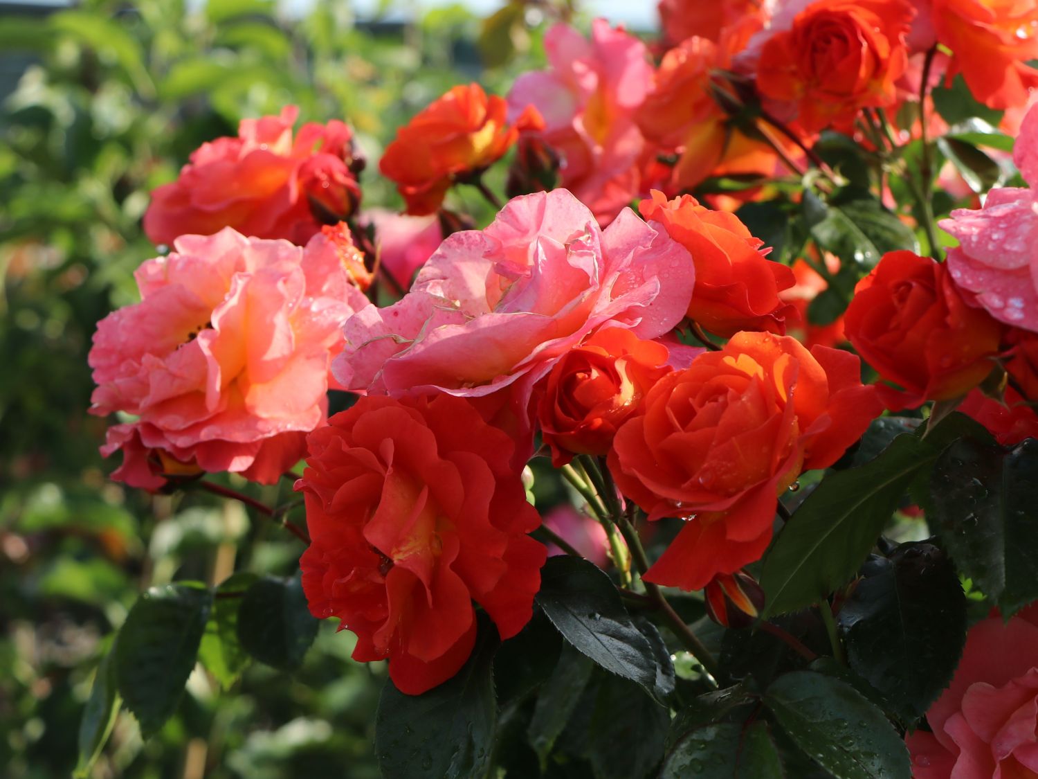 Beetrose 'Morning Sun' ® - Rosa  'Morning Sun' ®