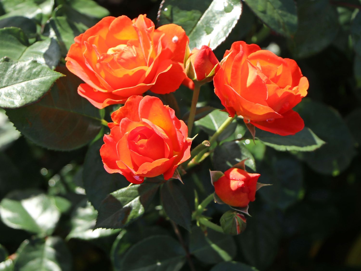 Beetrose 'Morning Sun' ® - Rosa  'Morning Sun' ®