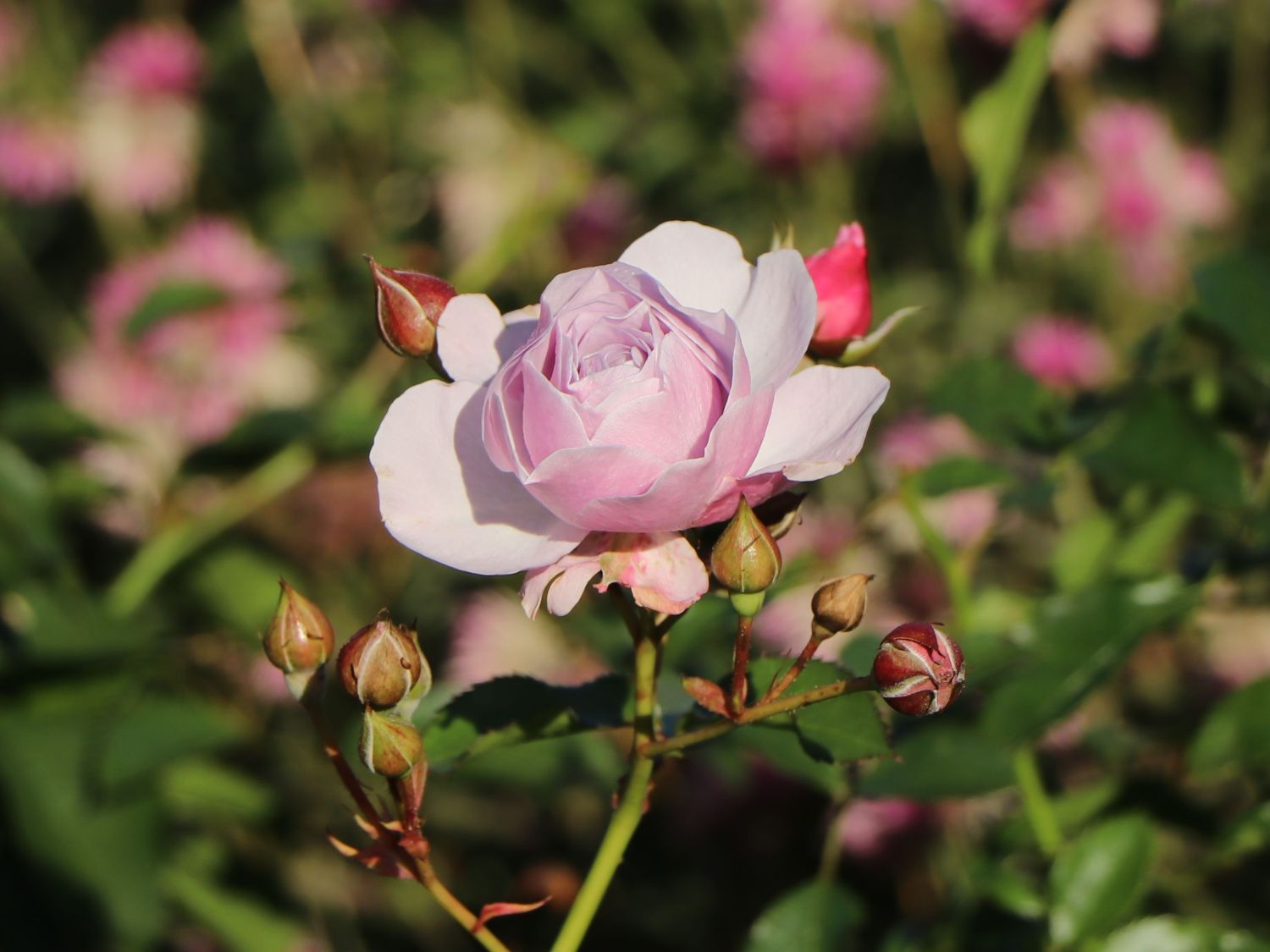 Beetrose 'Nautica' ® - Rosa 'Nautica' ® ADR-Rose