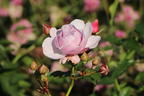 Beetrose 'Nautica' ® - Rosa 'Nautica' ® ADR-Rose