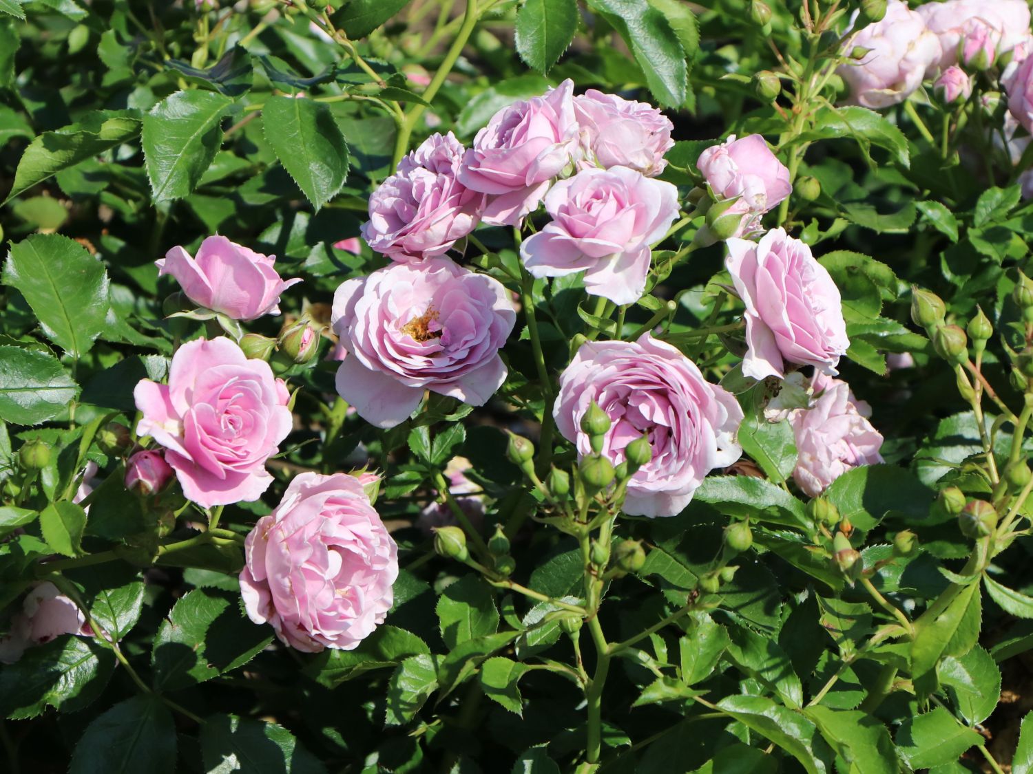Beetrose 'Nautica' ® - Rosa 'Nautica' ® ADR-Rose