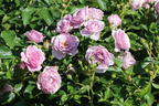 Beetrose 'Nautica' ® - Rosa 'Nautica' ® ADR-Rose