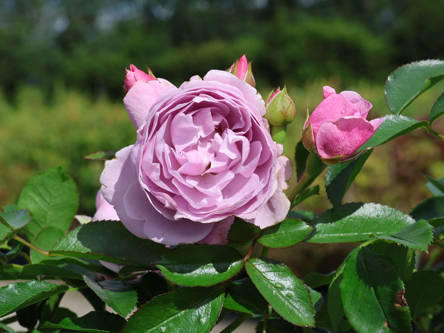 Beetrose 'Nautica' ® - Rosa 'Nautica' ® ADR-Rose