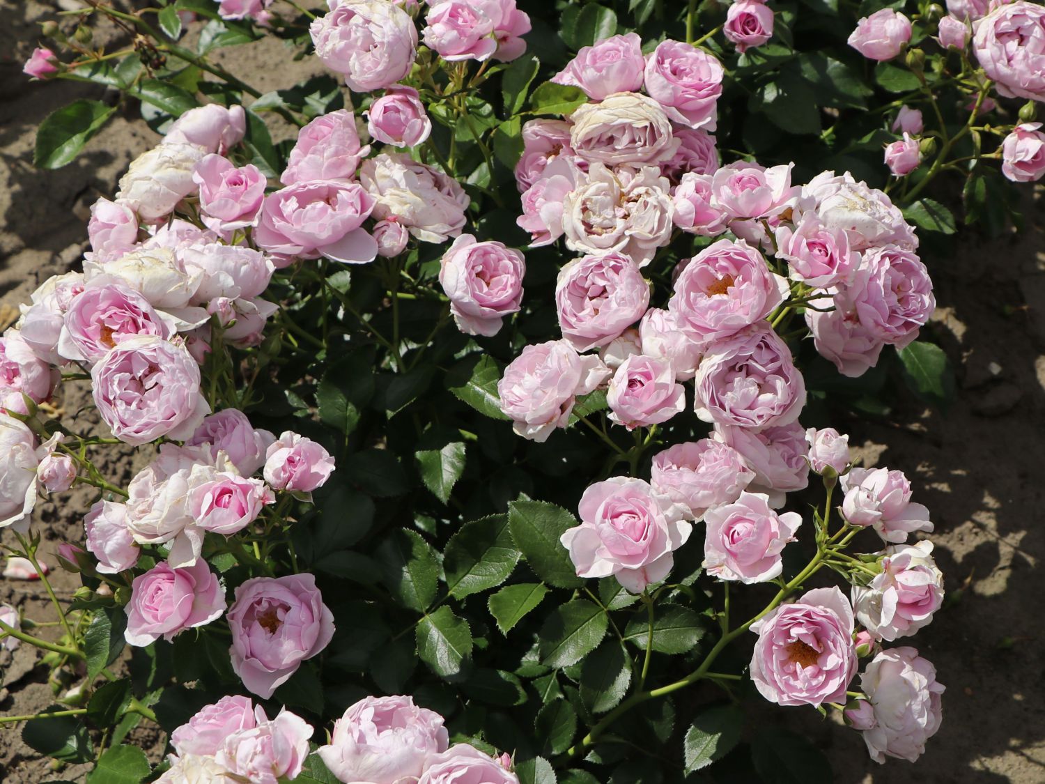 Beetrose 'Nautica' ® - Rosa 'Nautica' ® ADR-Rose