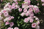 Beetrose 'Nautica' ® - Rosa 'Nautica' ® ADR-Rose