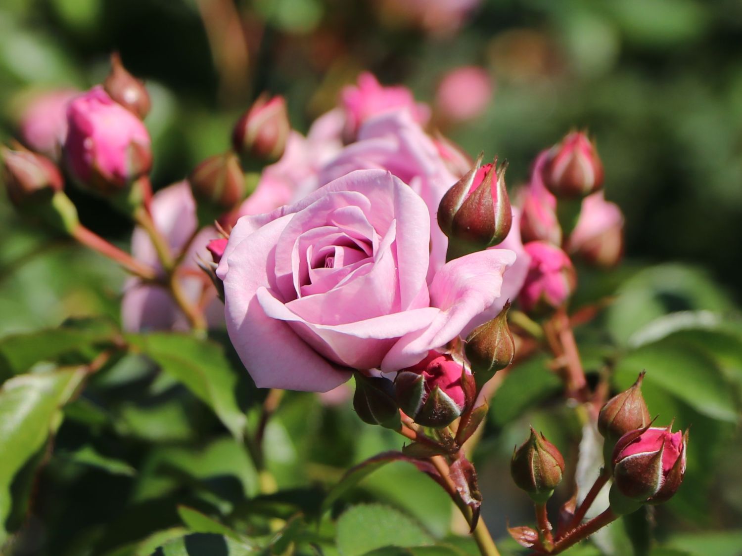 Beetrose 'Nautica' ® - Rosa 'Nautica' ® ADR-Rose