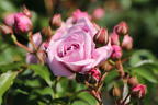 Beetrose 'Nautica' ® - Rosa 'Nautica' ® ADR-Rose