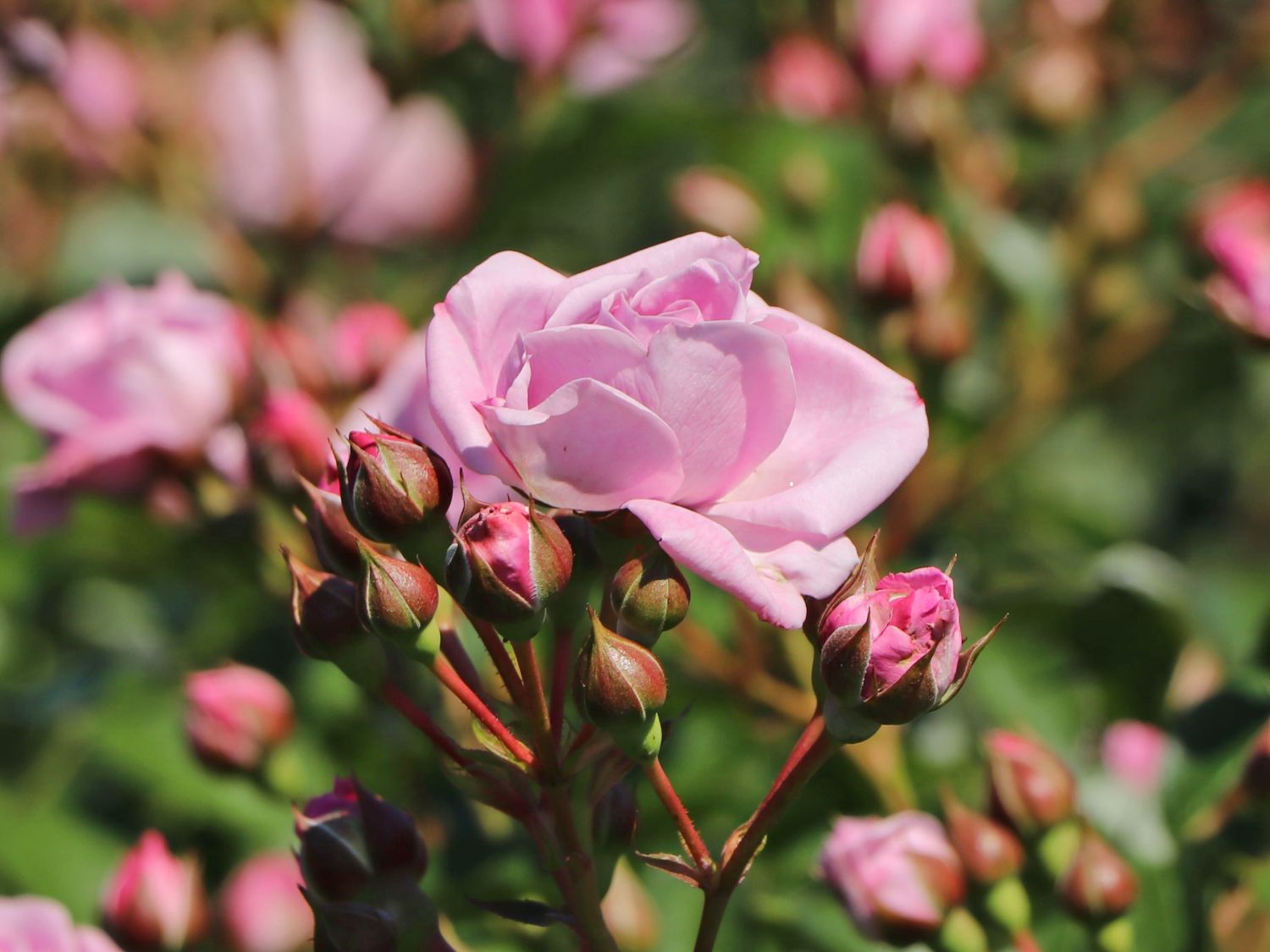 Beetrose 'Nautica' ® - Rosa 'Nautica' ® ADR-Rose