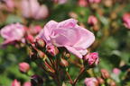 Beetrose 'Nautica' ® - Rosa 'Nautica' ® ADR-Rose