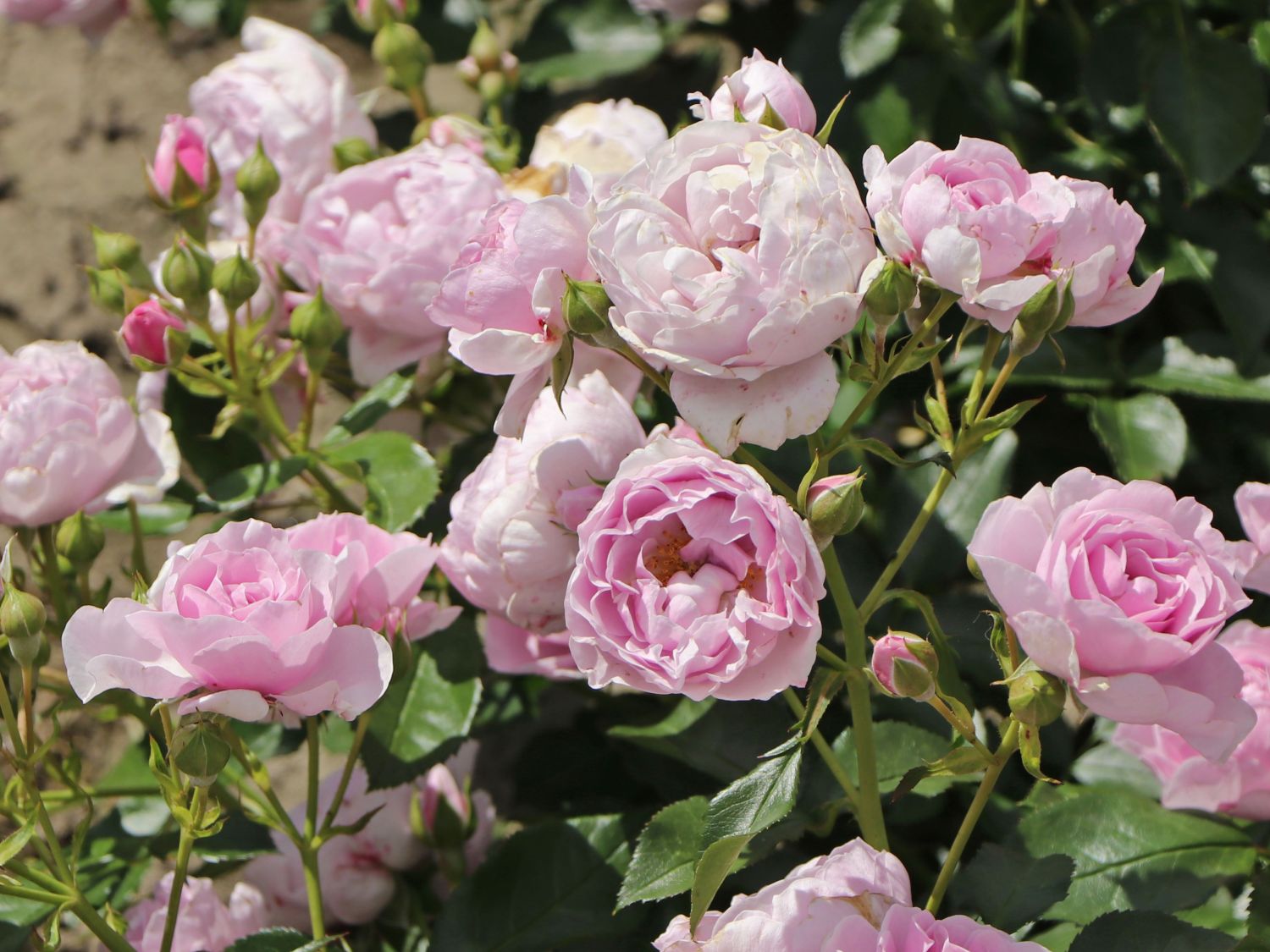 Beetrose 'Nautica' ® - Rosa 'Nautica' ® ADR-Rose