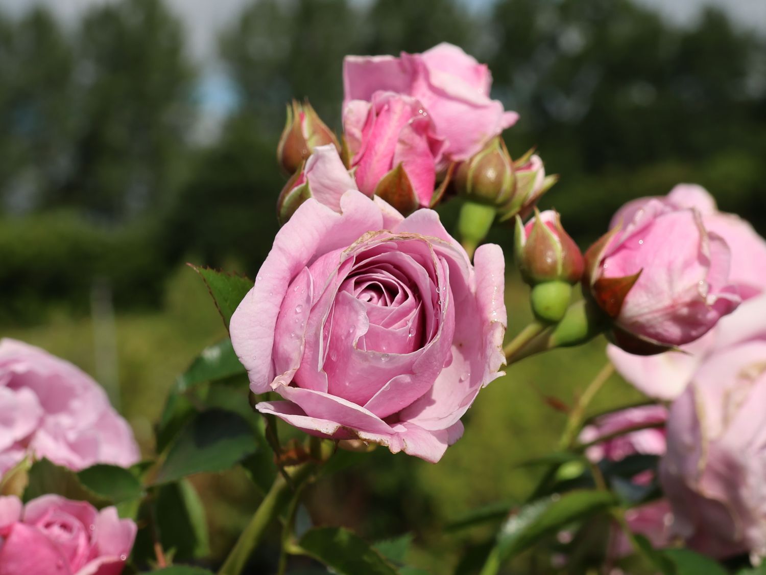 Beetrose 'Nautica' ® - Rosa 'Nautica' ® ADR-Rose