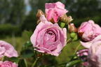 Beetrose 'Nautica' ® - Rosa 'Nautica' ® ADR-Rose