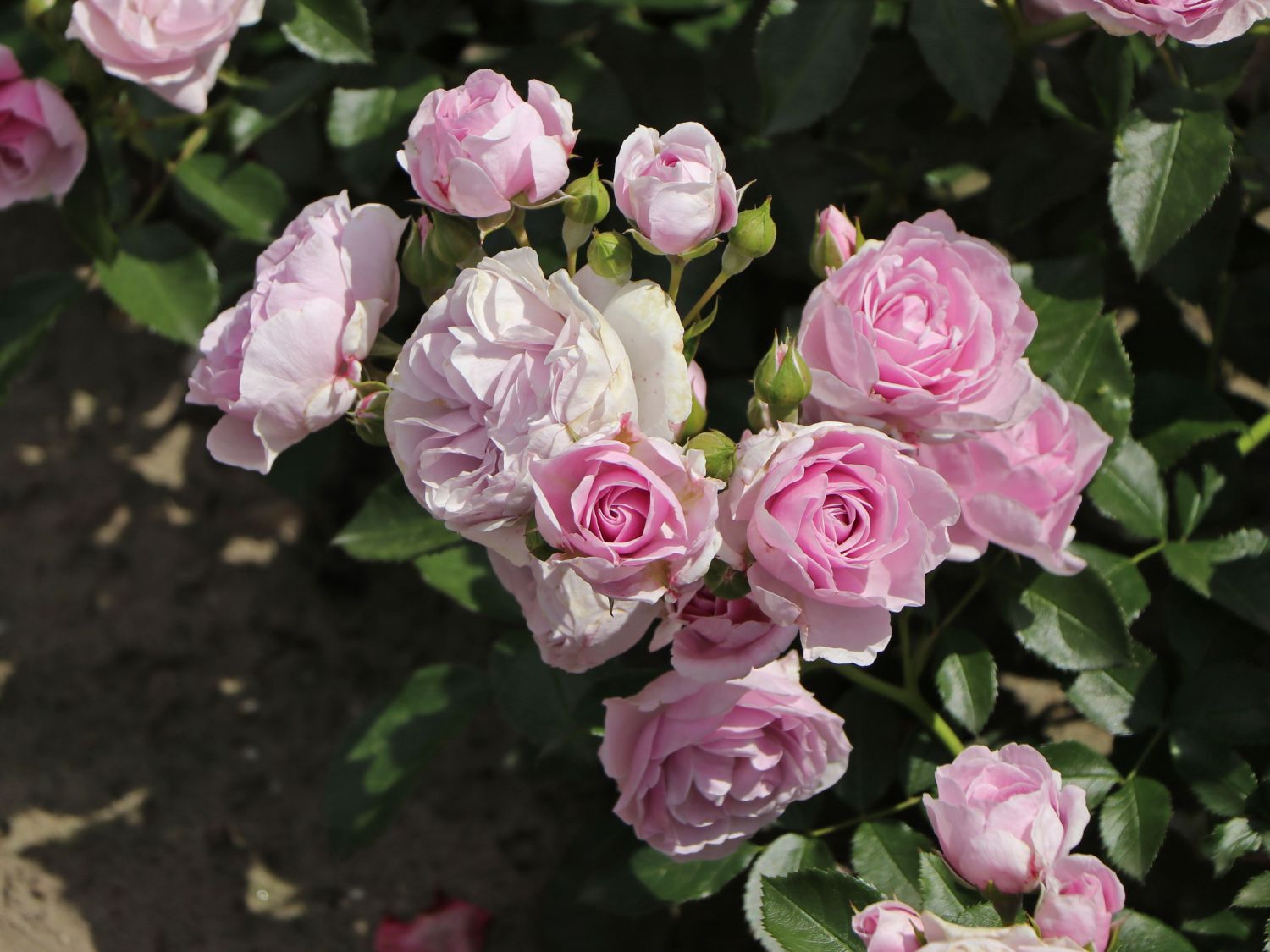 Beetrose 'Nautica' ® - Rosa 'Nautica' ® ADR-Rose