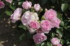 Beetrose 'Nautica' ® - Rosa 'Nautica' ® ADR-Rose