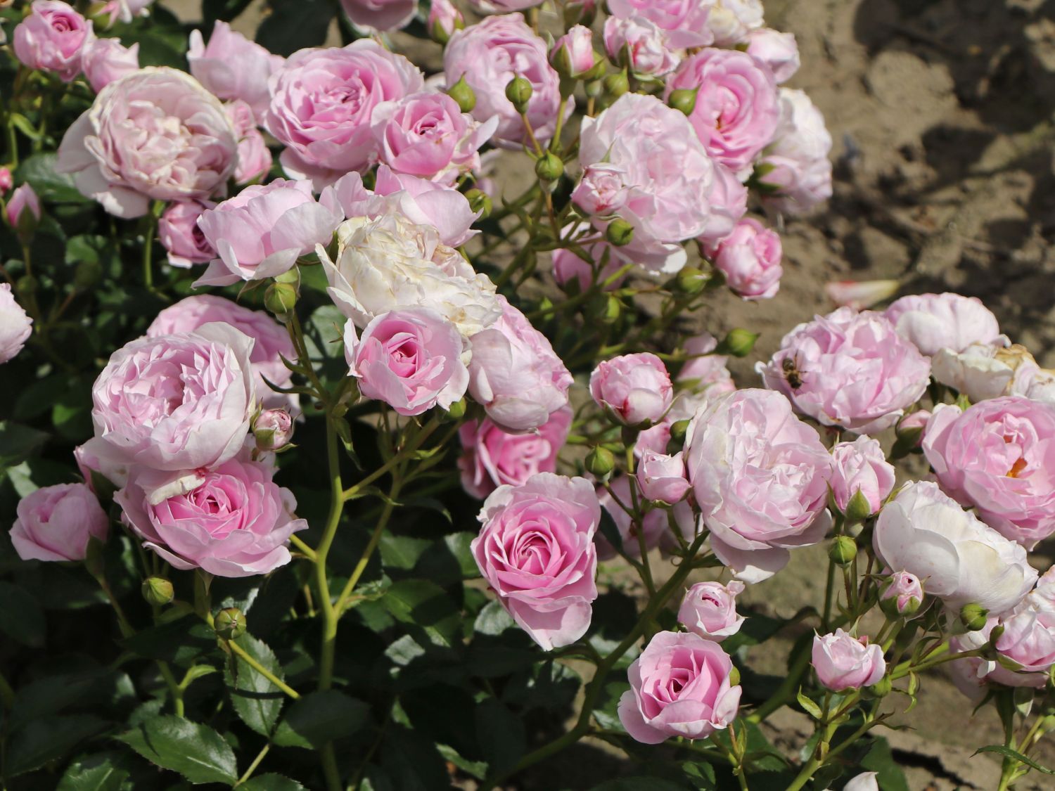 Beetrose 'Nautica' ® - Rosa 'Nautica' ® ADR-Rose