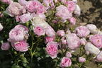 Beetrose 'Nautica' ® - Rosa 'Nautica' ® ADR-Rose