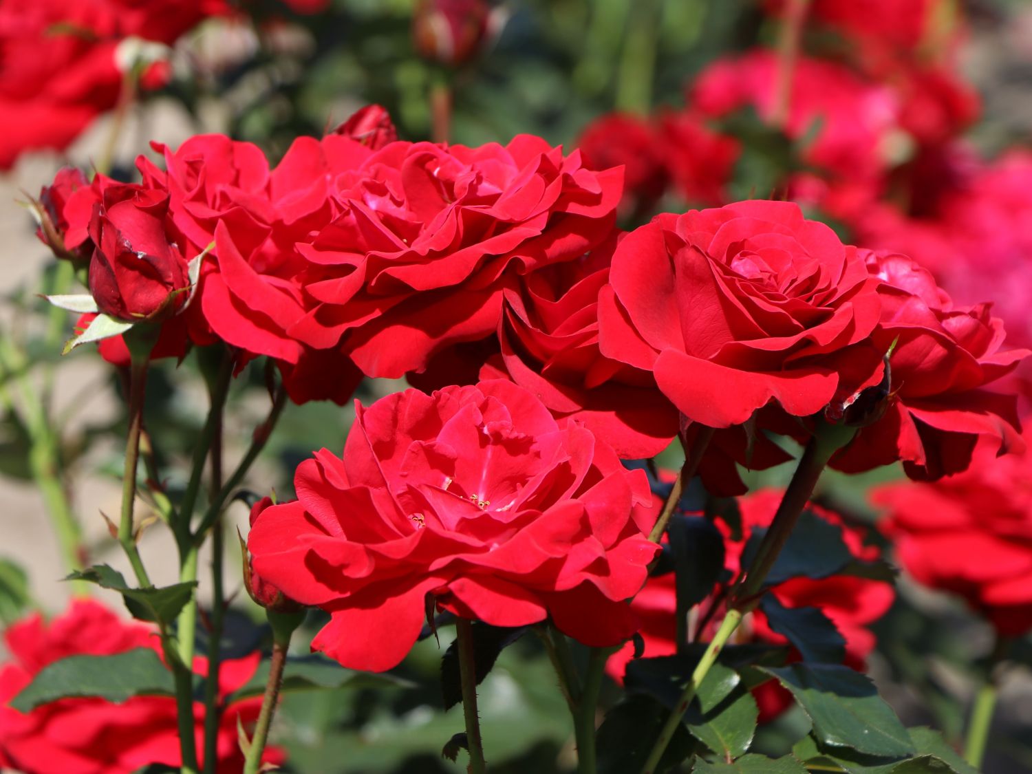 Beetrose 'Nina Weibull'