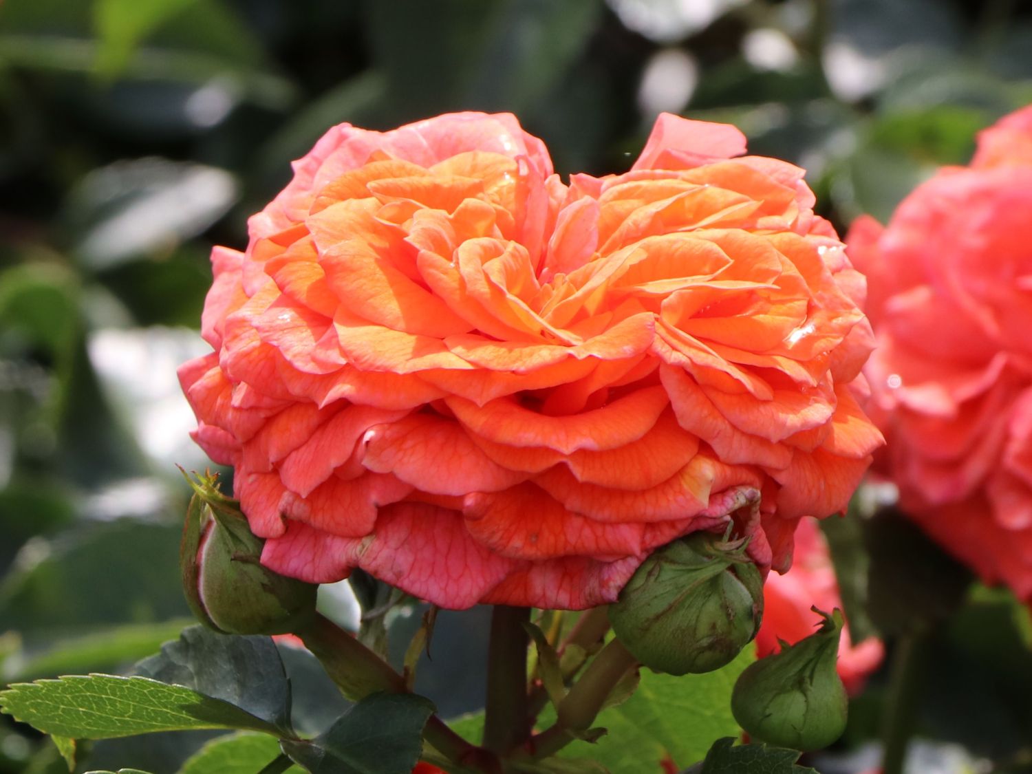 Beetrose 'Orangerie' ® - Rosa 'Orangerie' ® ADR-Rose