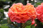 Beetrose 'Orangerie' ® - Rosa 'Orangerie' ® ADR-Rose