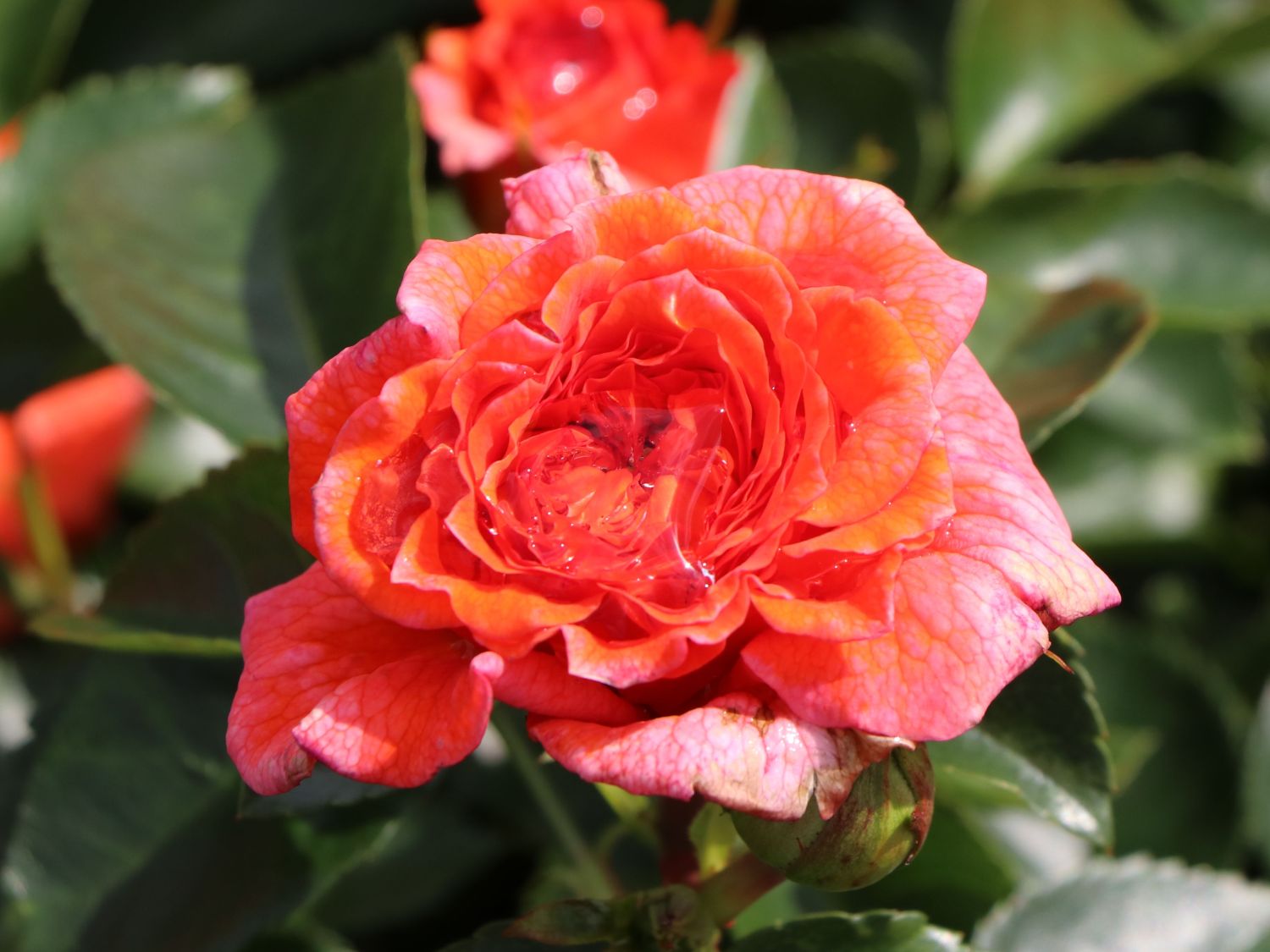 Beetrose 'Orangerie' ® - Rosa 'Orangerie' ® ADR-Rose