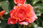 Beetrose 'Orangerie' ® - Rosa 'Orangerie' ® ADR-Rose