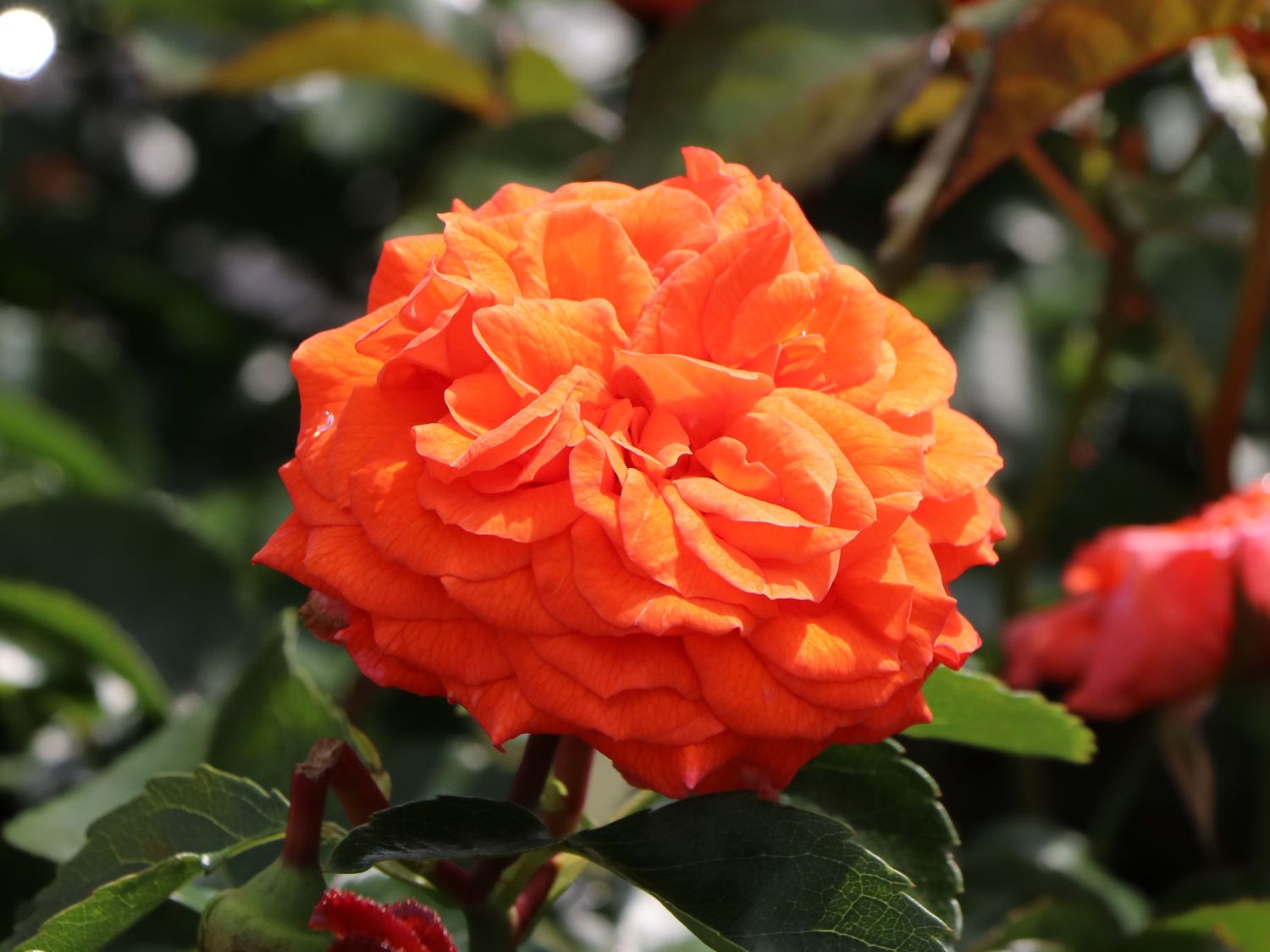 Beetrose 'Orangerie' ® - Rosa 'Orangerie' ® ADR-Rose