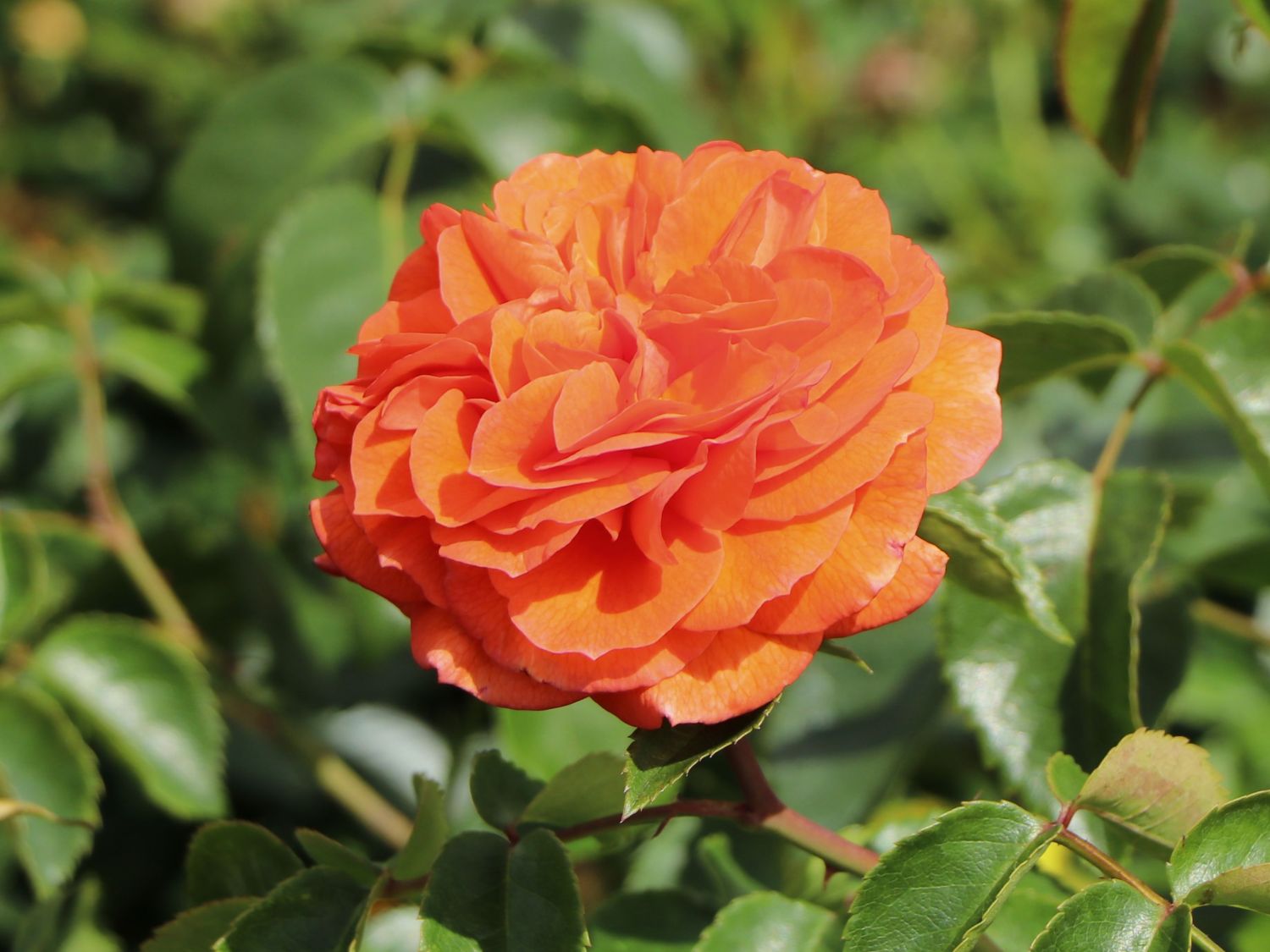 Beetrose 'Orangerie' ® - Rosa 'Orangerie' ® ADR-Rose