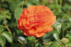 Beetrose 'Orangerie' ® - Rosa 'Orangerie' ® ADR-Rose