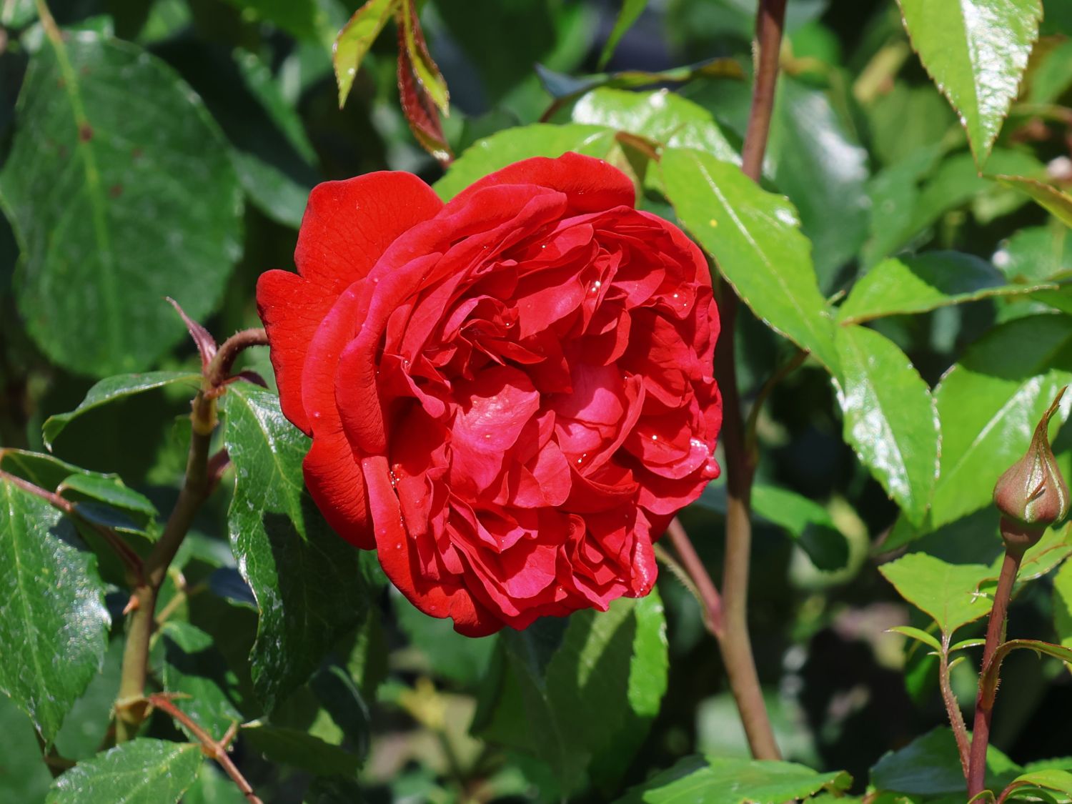 Beetrose 'Out of Rosenheim' ®