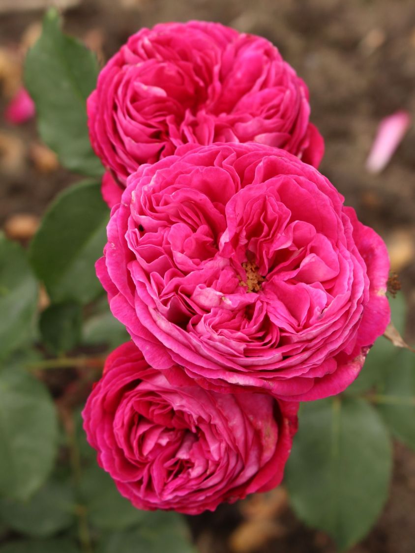 Beetrose Parfuma ® 'Freifrau Caroline' ® - Rosa Parfuma ® 'Freifrau Caroline' ® ADR-Rose