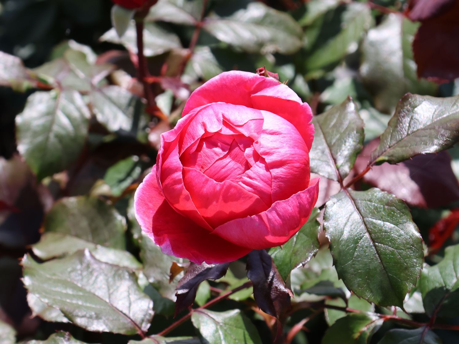 Beetrose Parfuma ® 'Freifrau Caroline' ® - Rosa Parfuma ® 'Freifrau Caroline' ® ADR-Rose