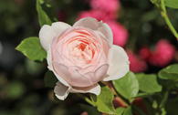 Beetrose Parfuma ® 'Herzogin Christiana' ® Kordes' Rose