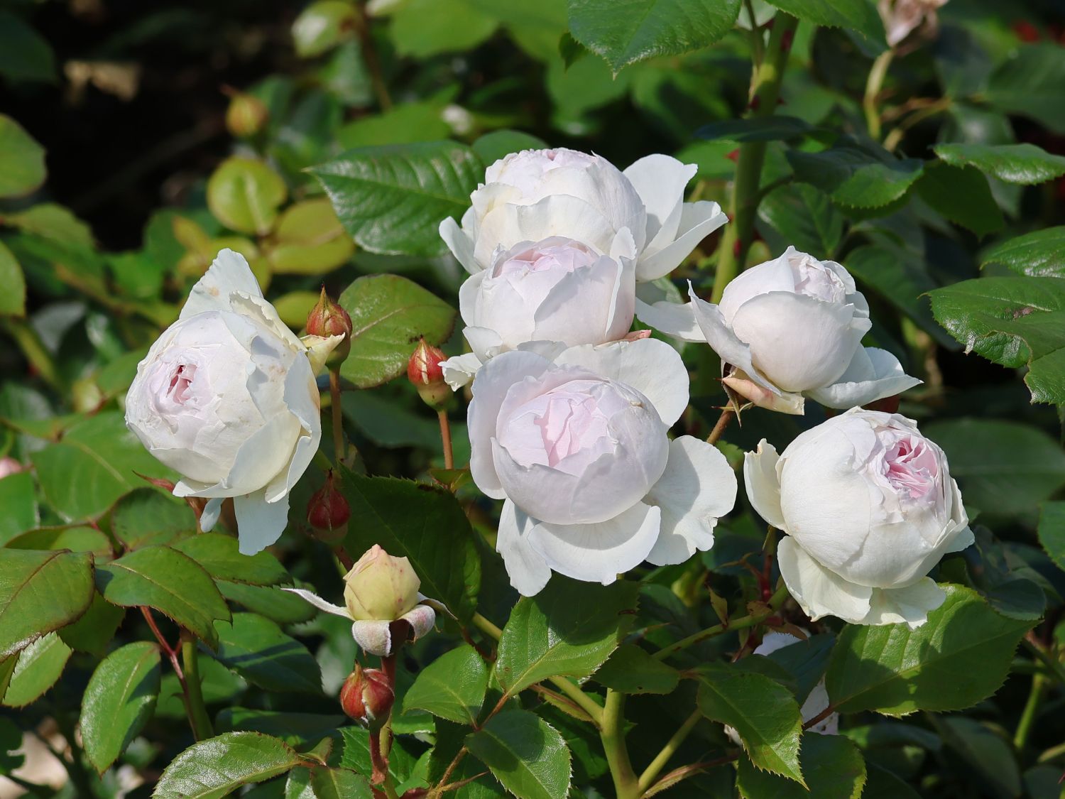 Beetrose Parfuma ® 'Herzogin Christiana' ® Kordes' Rose - Rosa Parfuma ® 'Herzogin Christiana' ® Kordes' Rose ADR-Rose