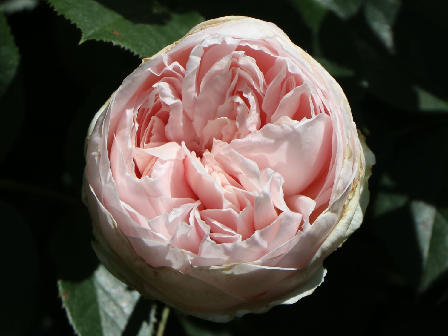 Beetrose Parfuma ® 'Herzogin Christiana' ® Kordes' Rose - Rosa Parfuma ® 'Herzogin Christiana' ® Kordes' Rose ADR-Rose