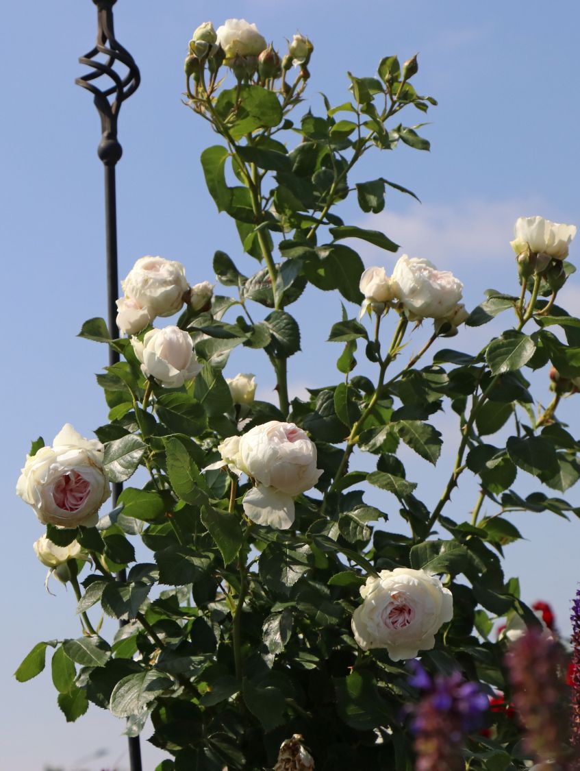 Beetrose Parfuma ® 'Herzogin Christiana' ® Kordes' Rose - Rosa Parfuma ® 'Herzogin Christiana' ® Kordes' Rose ADR-Rose