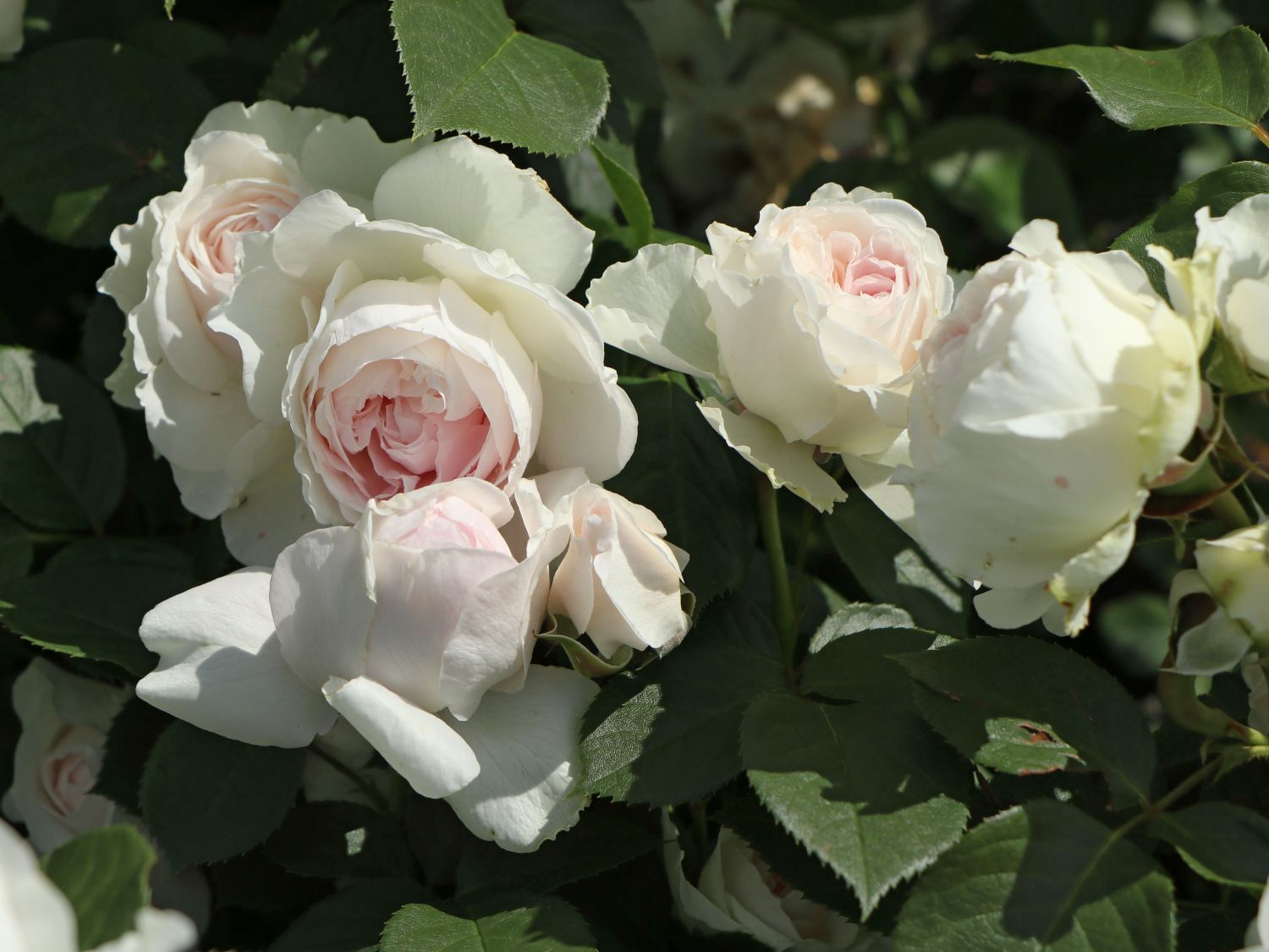 Beetrose Parfuma ® 'Herzogin Christiana' ® Kordes' Rose - Rosa Parfuma ® 'Herzogin Christiana' ® Kordes' Rose ADR-Rose