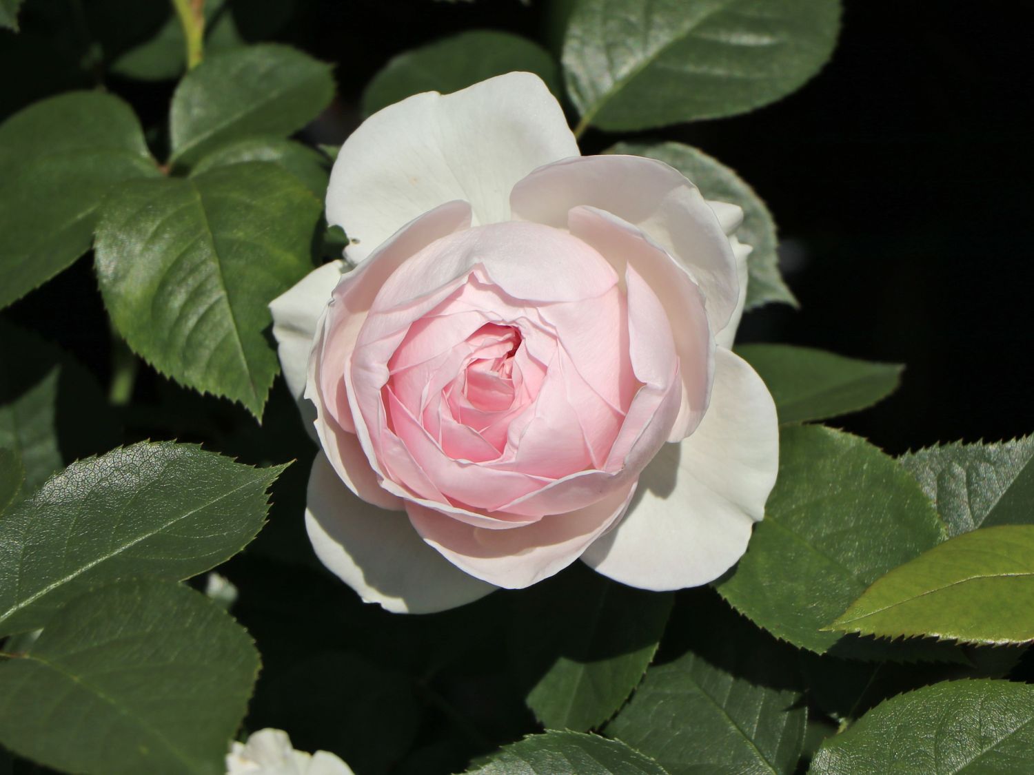 Beetrose Parfuma ® 'Herzogin Christiana' ® Kordes' Rose - Rosa Parfuma ® 'Herzogin Christiana' ® Kordes' Rose ADR-Rose