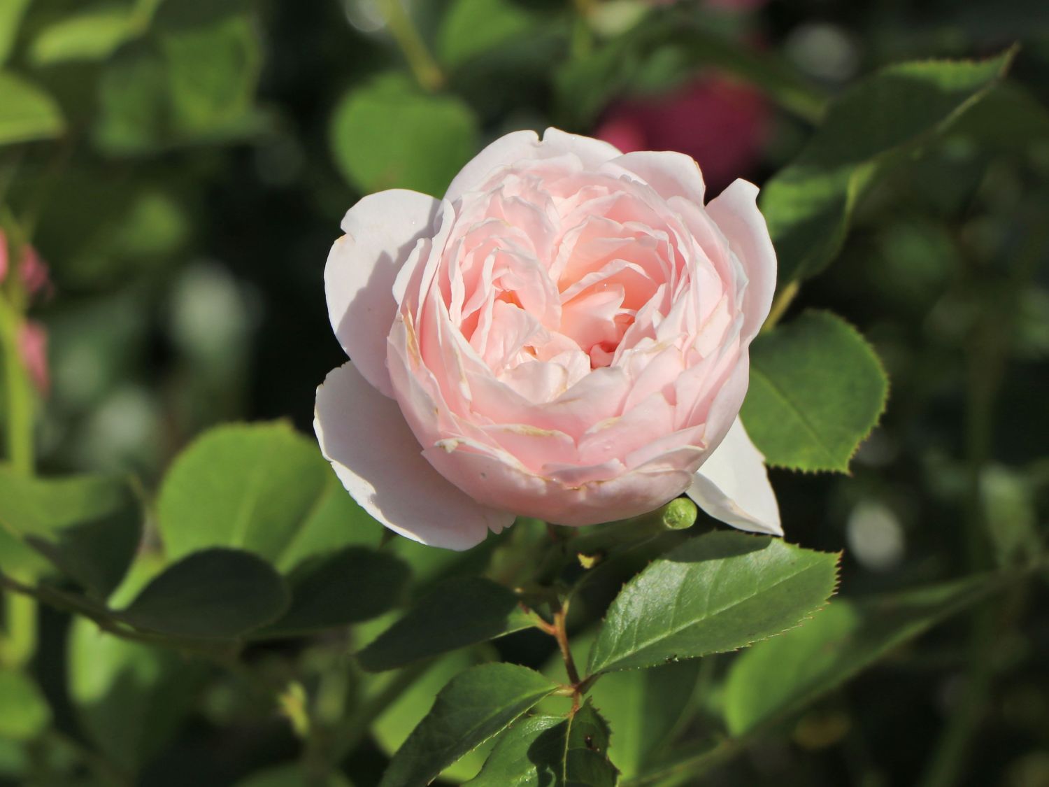 Beetrose Parfuma ® 'Herzogin Christiana' ® Kordes' Rose - Rosa Parfuma ® 'Herzogin Christiana' ® Kordes' Rose ADR-Rose