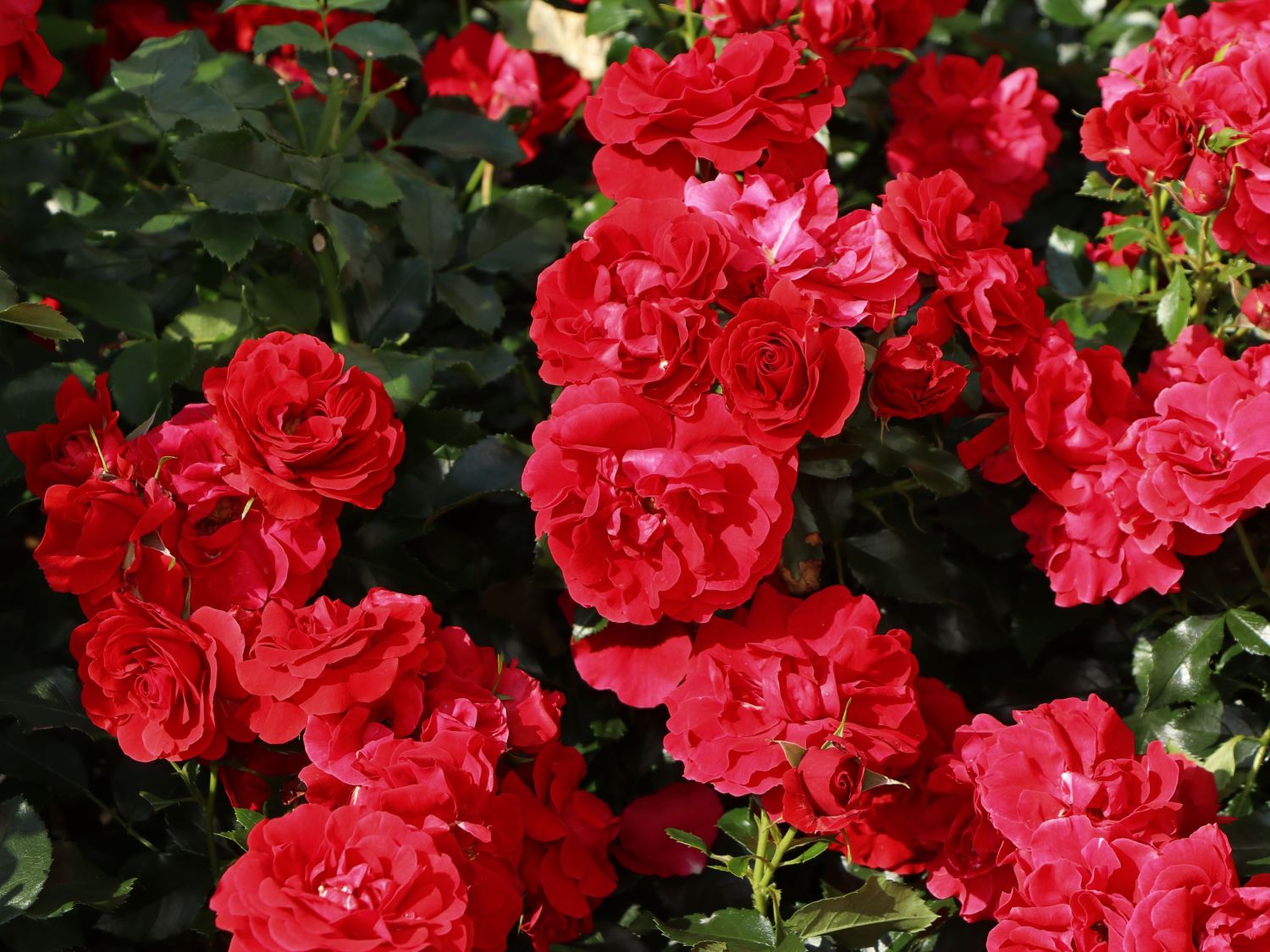 Beetrose 'Pepino' ®