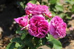 Beetrose 'Perfume Flower Circus' ® - Rosa 'Perfume Flower Circus' ®